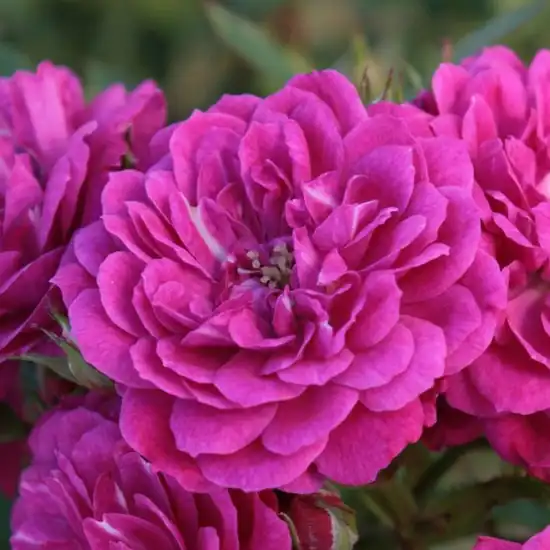 60-90 cm - Trandafiri - Purple Rain ® - 